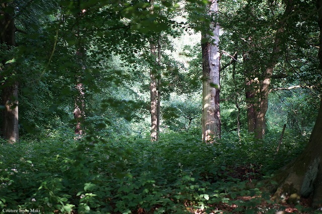 e0043686_13563886.jpg