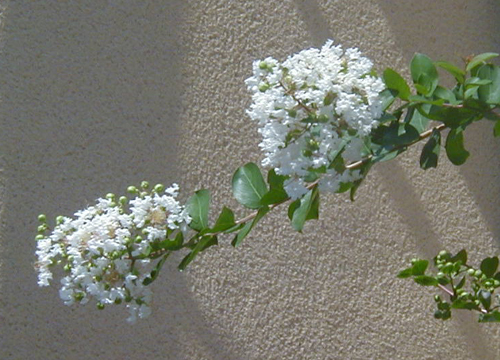 d0053294_1155756.jpg
