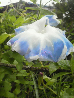 c0272200_1505827.jpg