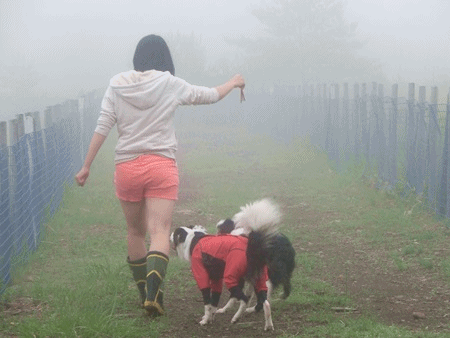 b0279527_174141.gif