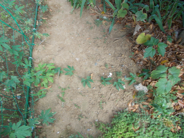 e0166032_237574.jpg