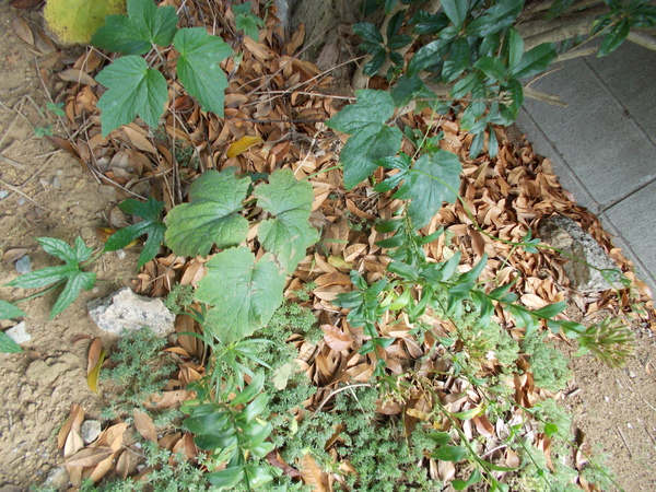 e0166032_23801.jpg