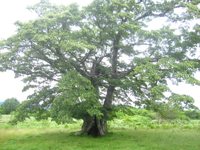 d0088735_112749.jpg