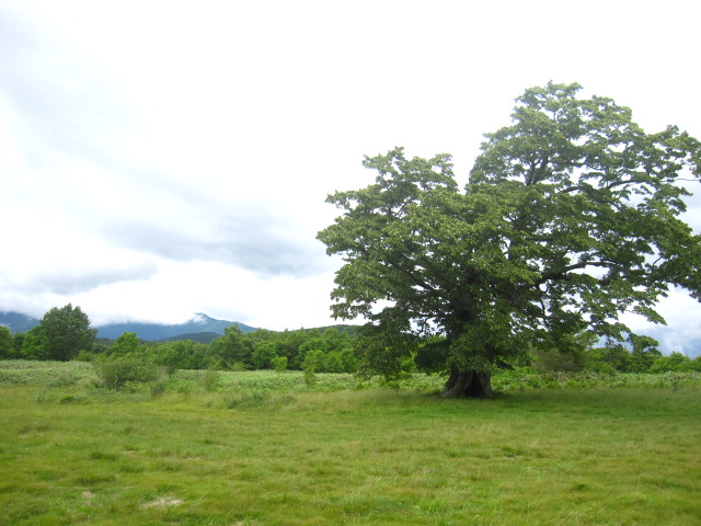d0088735_13417.jpg