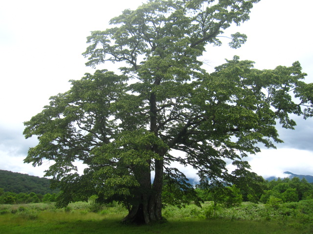 d0088735_141857.jpg