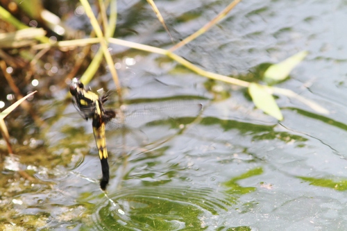 c0172139_16144680.jpg