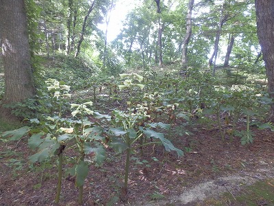 e0004756_20332021.jpg