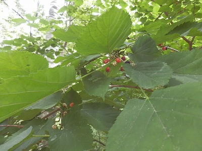 e0004756_2038395.jpg