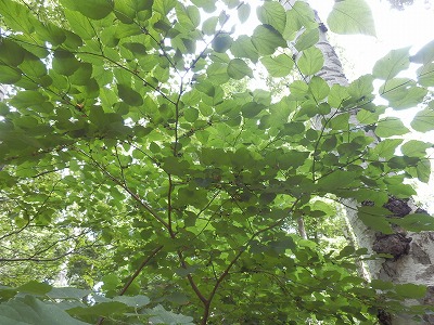 e0004756_203866.jpg
