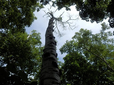 e0004756_20392962.jpg