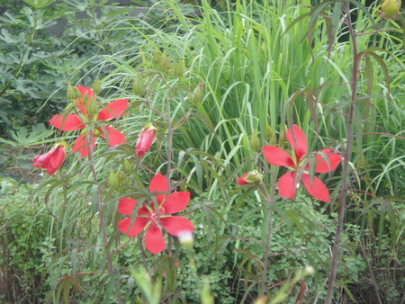 c0108460_16342954.jpg