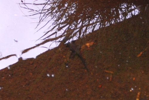 e0151566_1023755.jpg