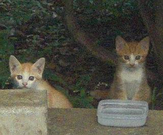 c0268274_111182.jpg