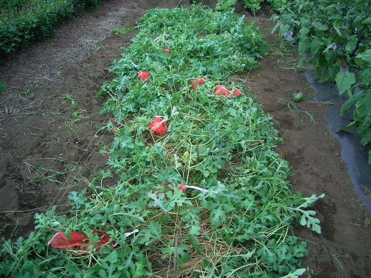 d0225575_8234827.jpg