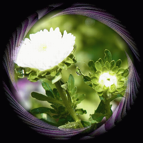 b0133752_17214781.gif