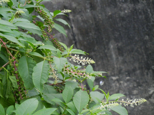 f0297861_0441684.jpg