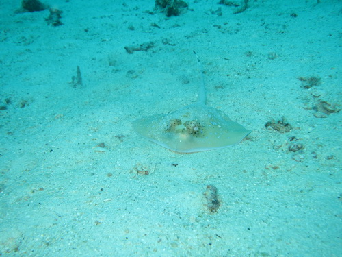 a0002177_1718266.jpg