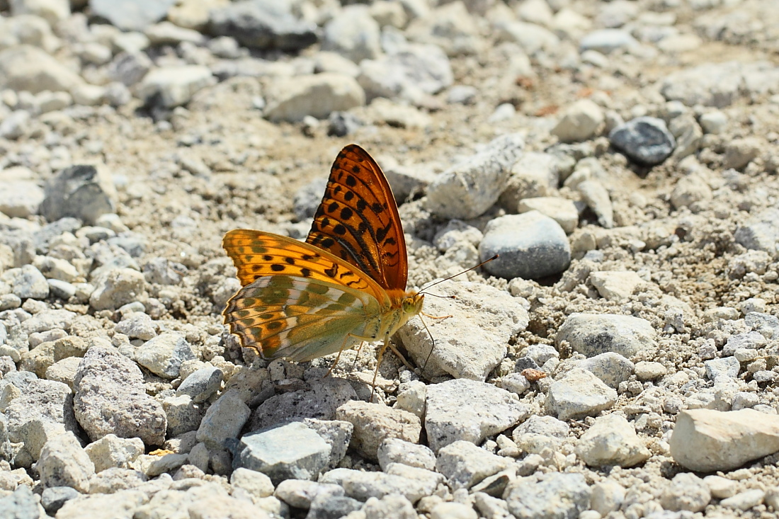 e0249878_0263741.jpg