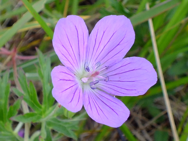 e0145782_1104864.jpg