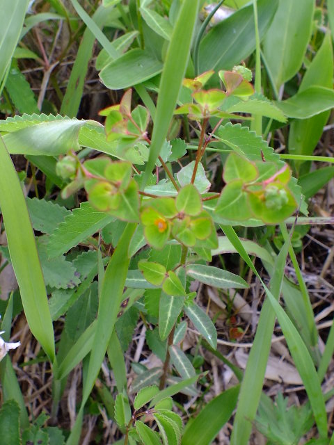 e0145782_1153842.jpg