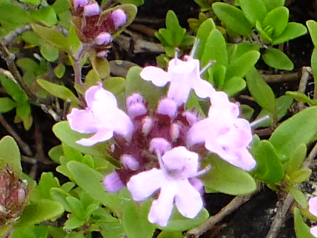 e0145782_11792.jpg