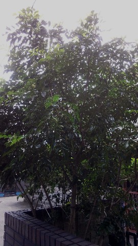 a0040103_20113034.jpg