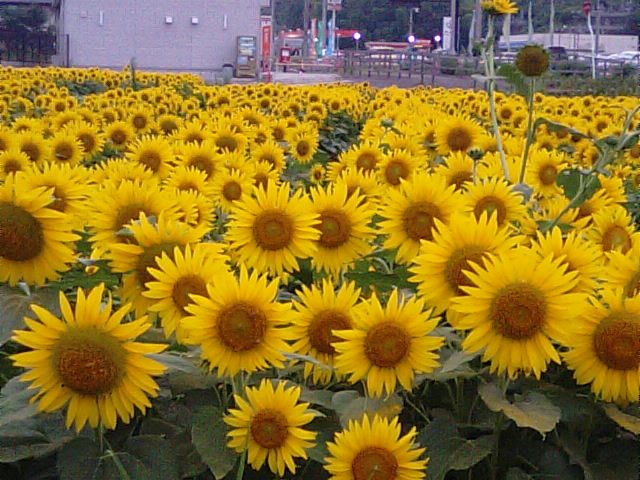 f0231709_1845432.jpg