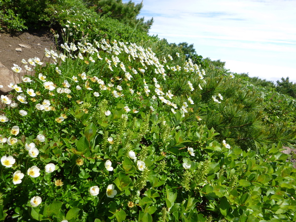 d0170615_19514590.jpg