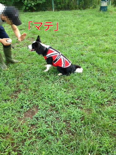 a0232619_15462892.png