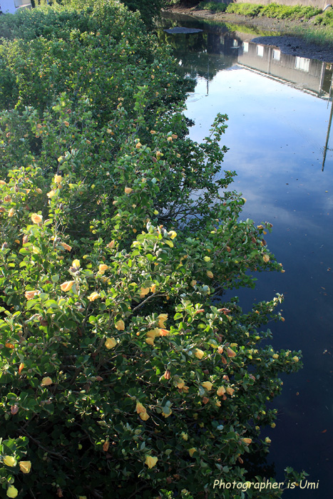 e0083238_120999.jpg