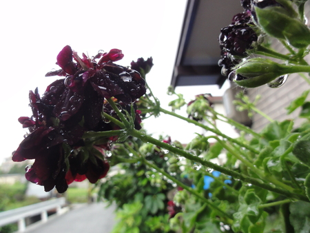 c0108460_1552972.jpg