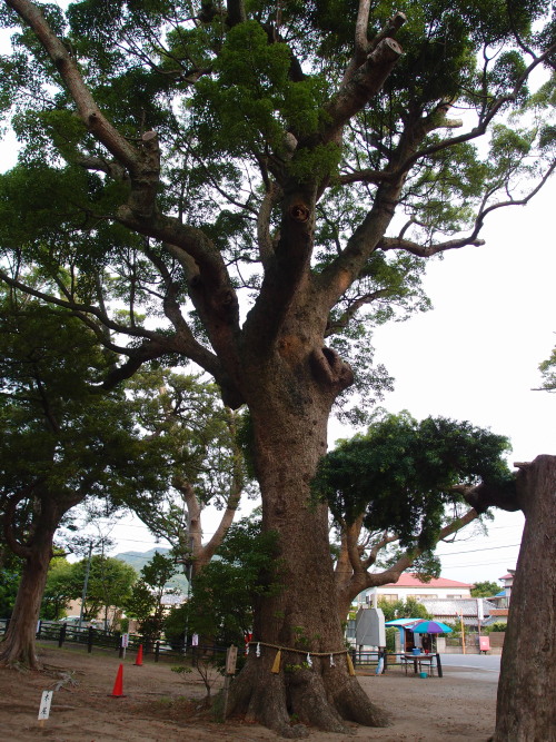c0122670_7443862.jpg