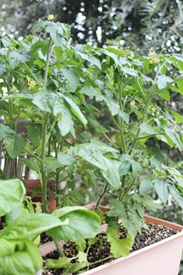 c0222474_17583664.jpg