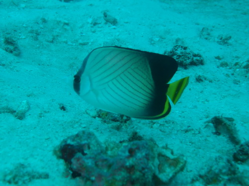 a0002177_125587.jpg