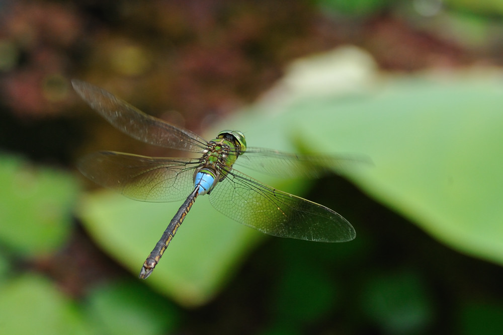 a0143491_22112351.jpg