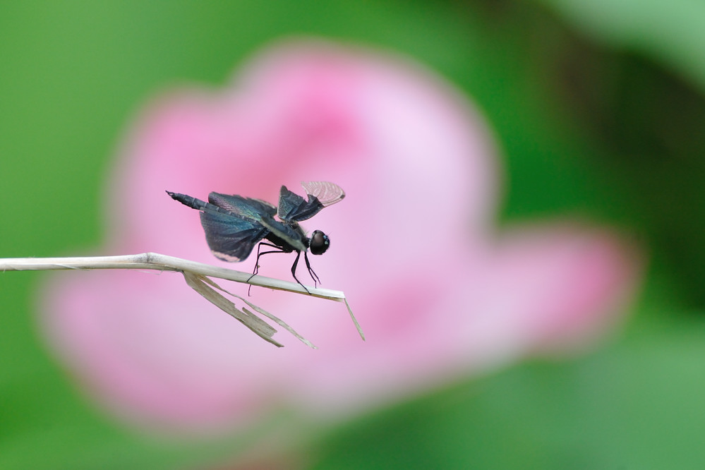 a0143491_2275216.jpg