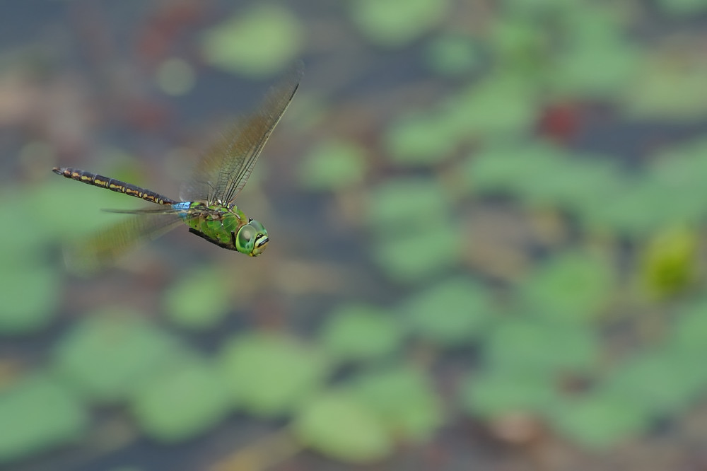 a0143491_229749.jpg