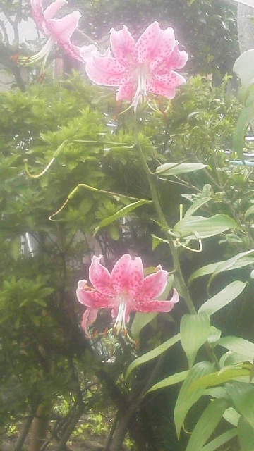 c0247314_15315836.jpg