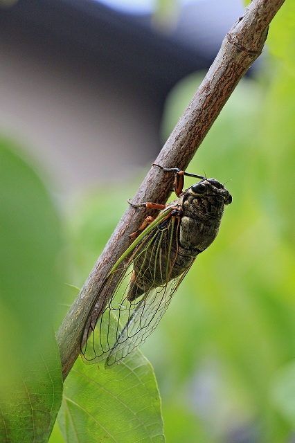 a0242438_1910559.jpg