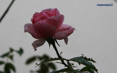 a0249051_1172785.jpg