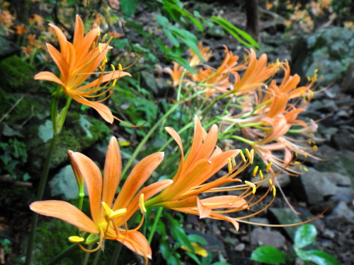 c0179351_834989.jpg