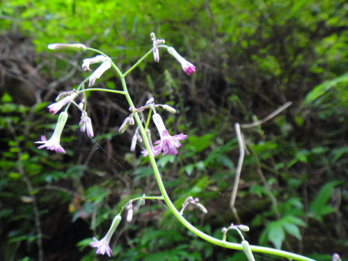 c0179351_838721.jpg