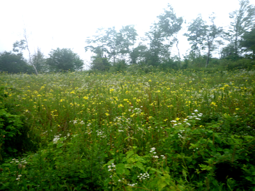 b0045357_13311294.jpg