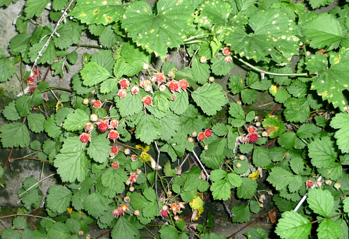 b0045357_13332528.jpg