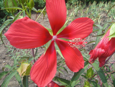 c0108460_1635711.jpg