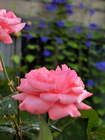 e0045768_2233792.jpg