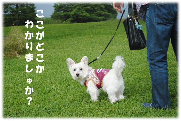 b0242873_0344296.png