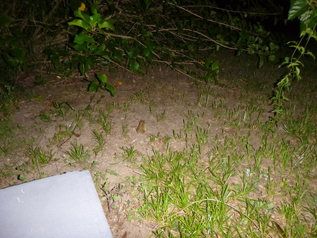 e0154274_12205455.jpg