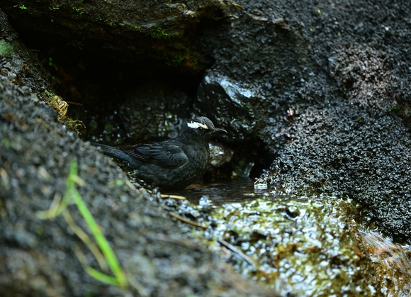d0157380_6114933.jpg