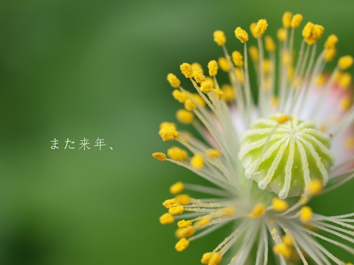 c0145250_1135780.jpg